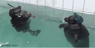 navy seals