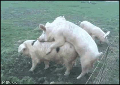 pigs hit barbed wire. .. why was he filming hes pigs having sex in the first place?