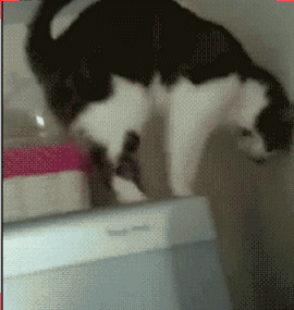 Smooth+cat_16dc70_4307380.gif