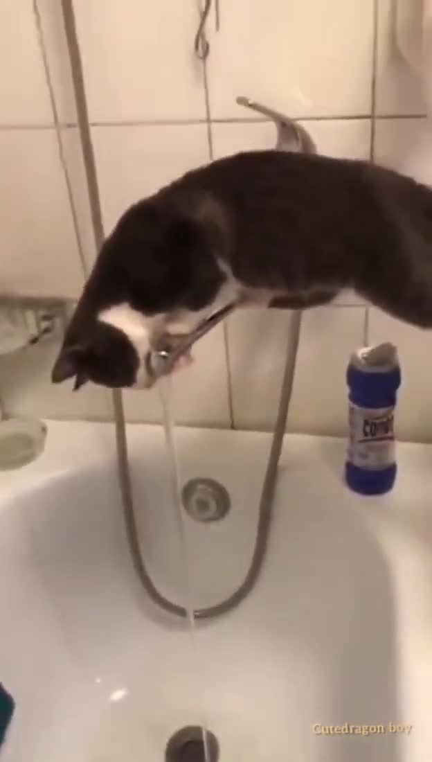Видео кота в ванной