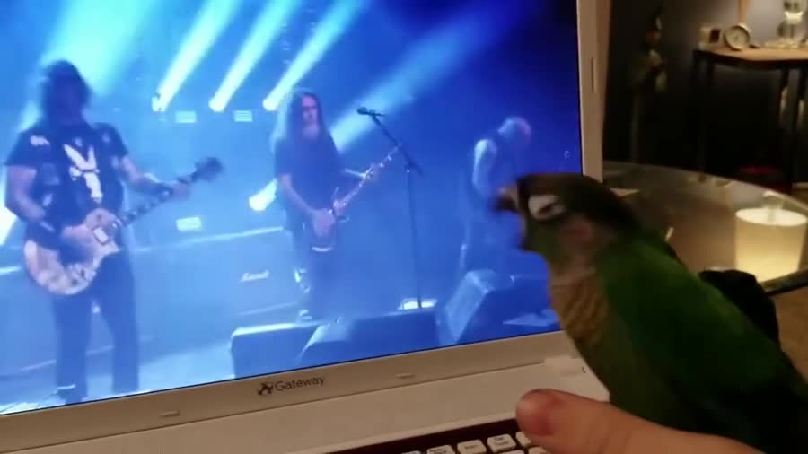 Metal birb. join list: QtStuff (895 subs)Mention History.. Also, can I get the youtube link for this?