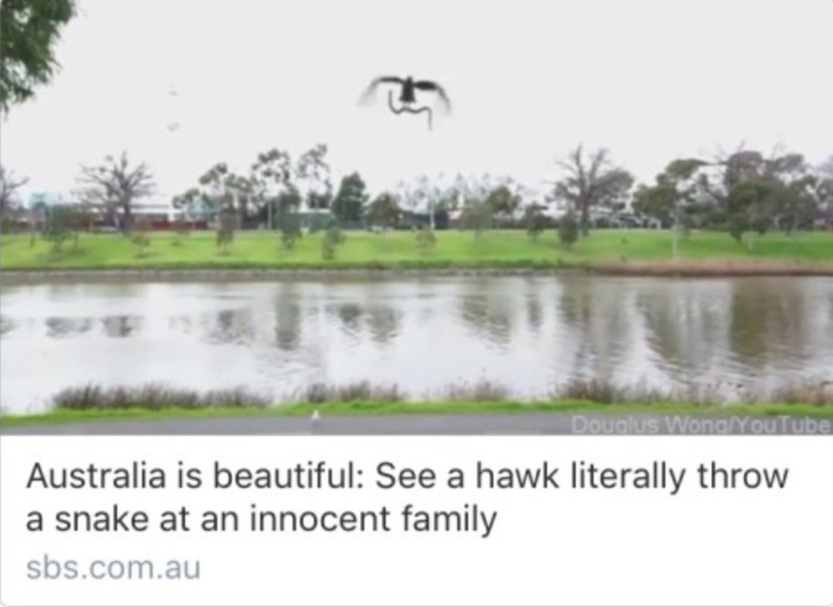 Aminals 5. . Australia is beautiful: See a hawk literally throw a snake at an innocent family sbs. com.
