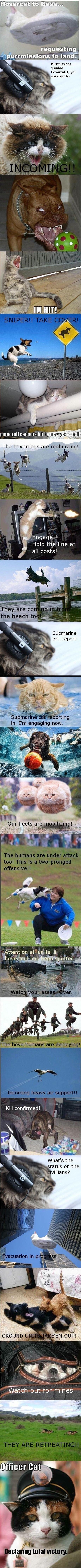 cat war
