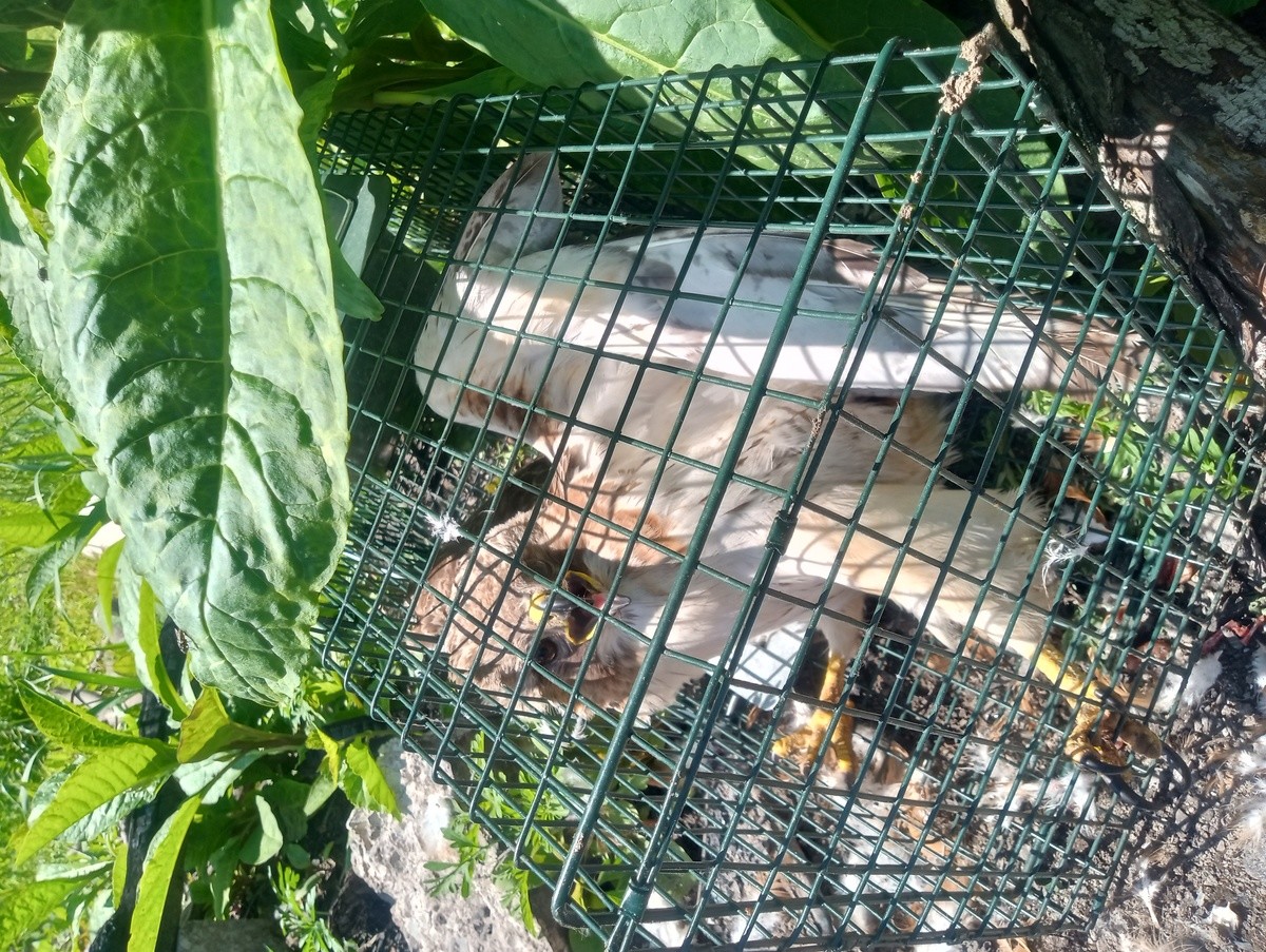 Caught in trap. Had a fox lurking around my chickens, so I set up a few traps. Never in my life did I imagine I would catch a hawk in one of these! He went from