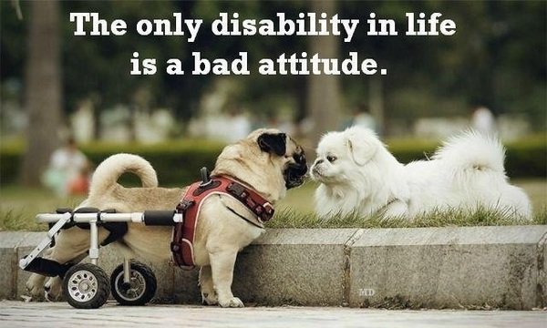 How's your attitude?. . The only disability in life is a had attitude.. ...aaaand getting up that curb.