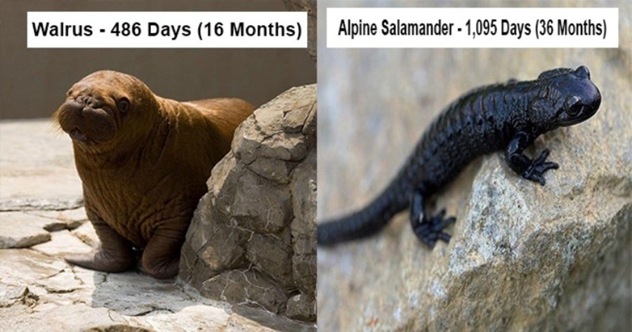 Longest vertebrate gestation period goes to the Alpine Salamander. .. RenjiNinety