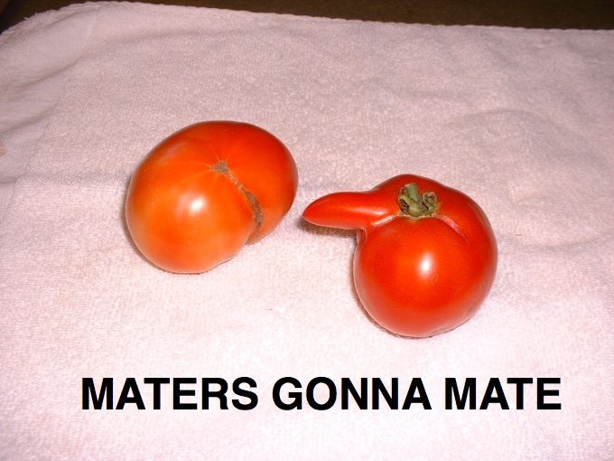 Maters gonna mate. Hey I just made this and thought it was worth posting. I haven't gotten many thumbs lately on my funny pictures. I'm gonna thumbwhore here be