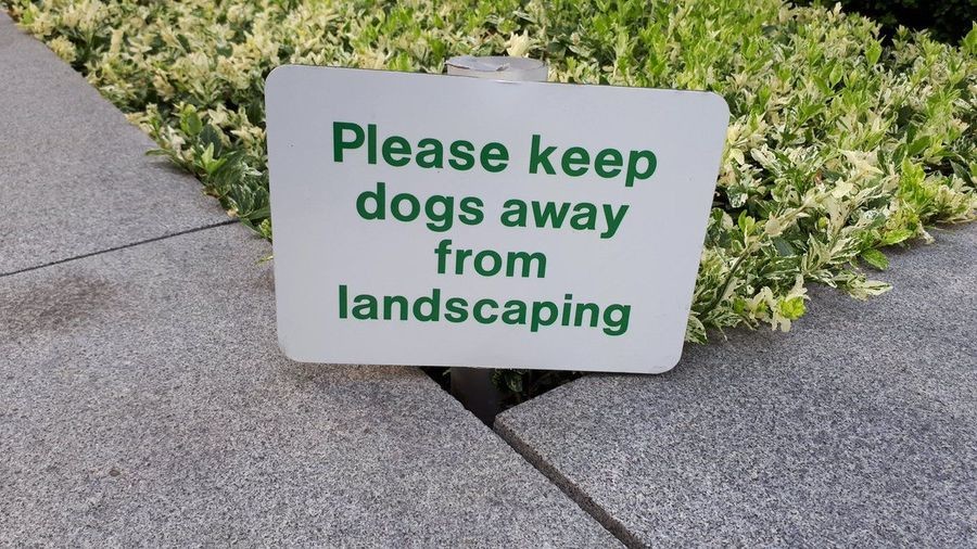 MY DOG CAN PURSUE ANY CAREER THAT HE WANTS!. .
