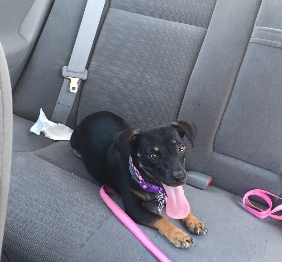 My Dog. I’ve been falling into a deep depression, and tried a few times already to end it but I always backed down. But when I leave my room or get back home sh