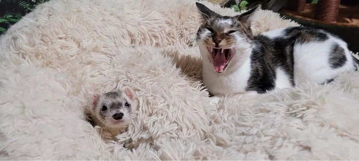 Polecat and Cat. join list: RescueCritters (55 subs)Mention History This Polecat (left) and Cat (right) both live at SaveAFox Rescue.. I'm not entirely sure if 