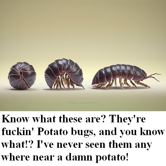 potato-bugs