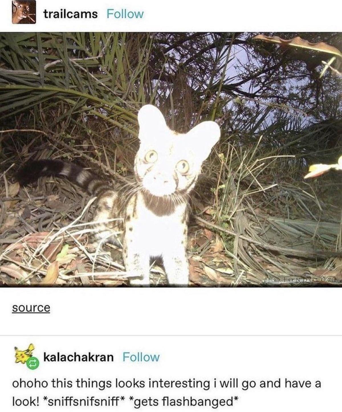 probable Wolverine. .. He didn't think fast.
