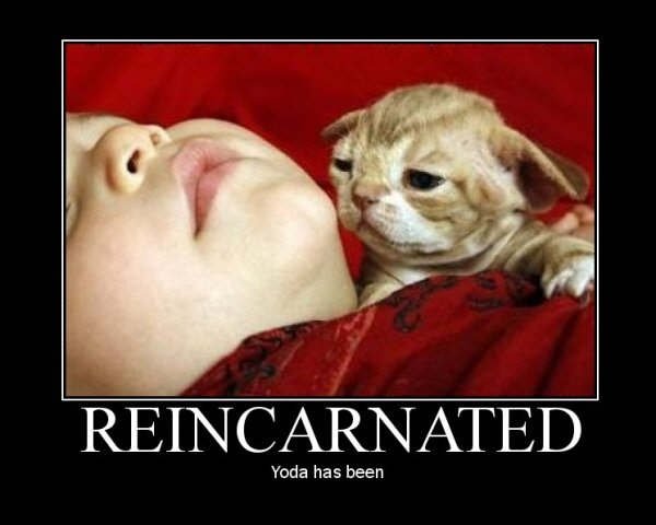 Reincarnation. Roll picture, you'll reincarnate as image...