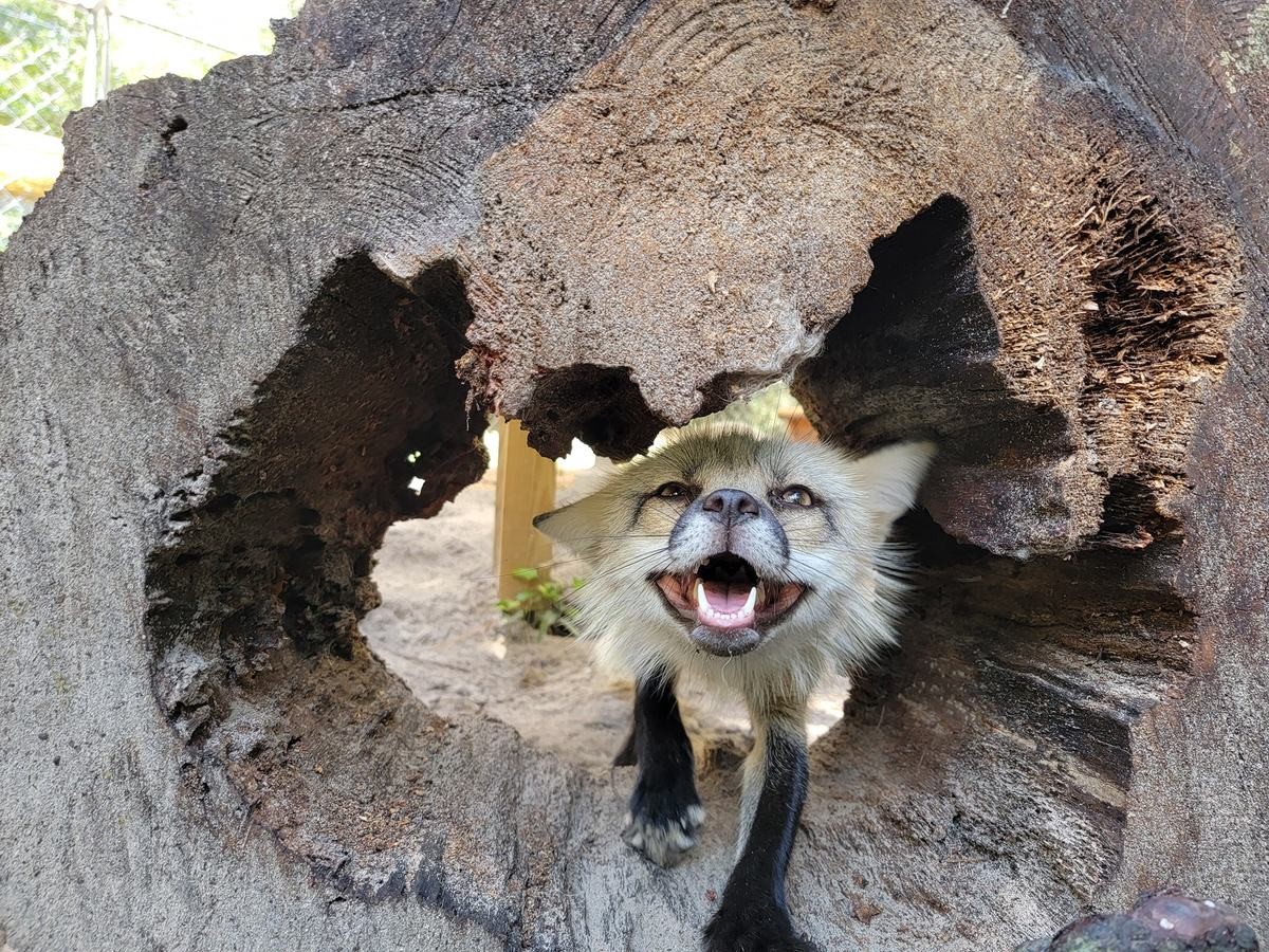 Relic in a log. join list: RescueCritters (55 subs)Mention History Relic the fox is a resident of Fox Friends Sanctuary This is my last post for tonight, sorry 