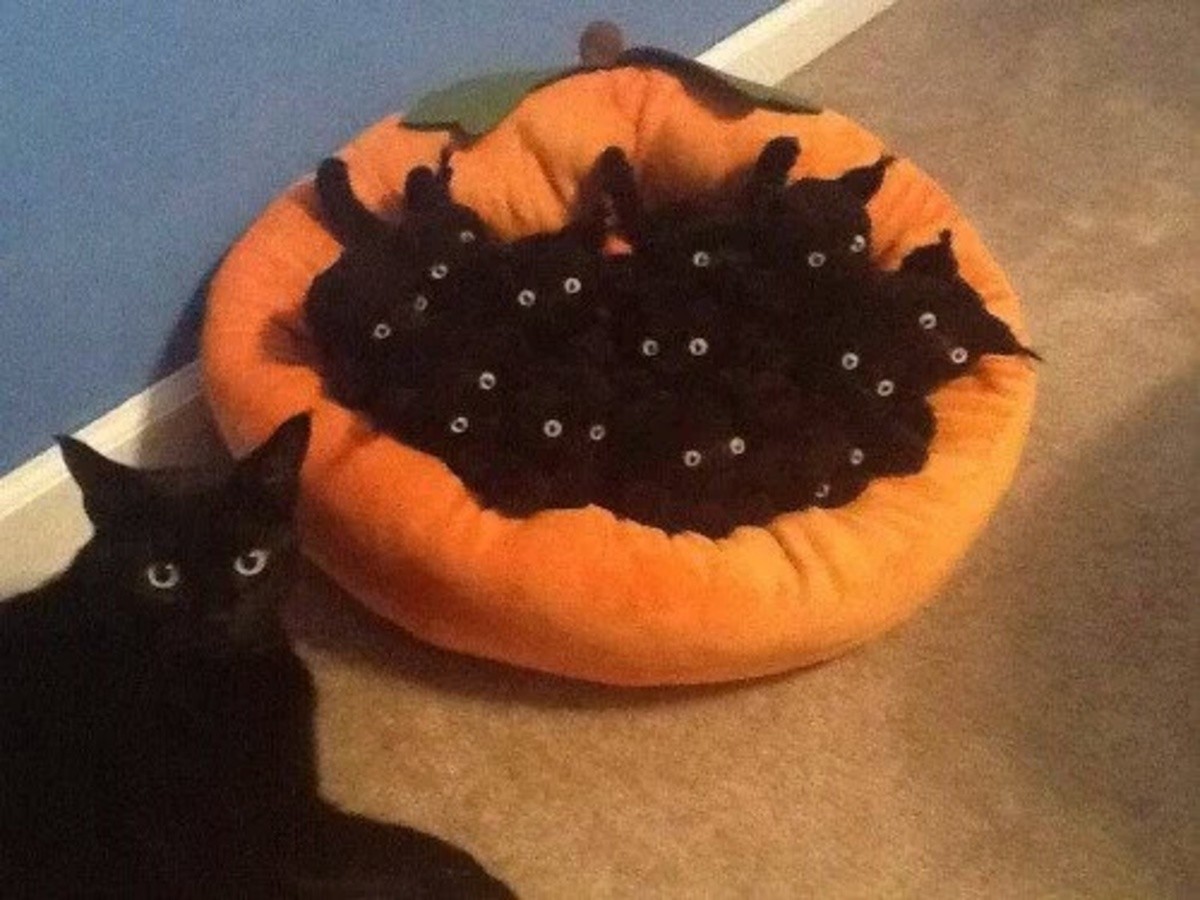 Wednesday Mornings Black Kitten