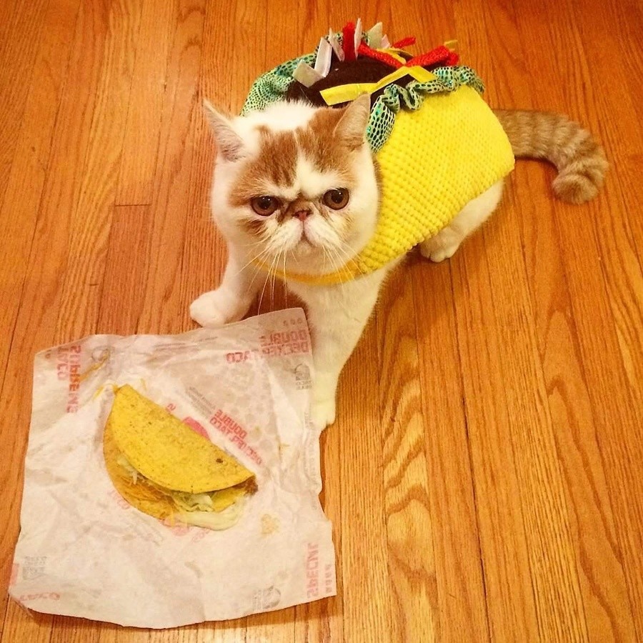 Taco cat!