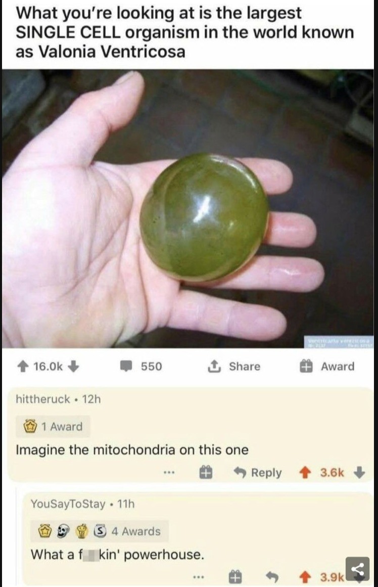 The man refuses to divide. It's an algae and can get to the size of a tennis ball It's also called sailor eyeballs What a unit.. If you bite into it is it like a gusher.