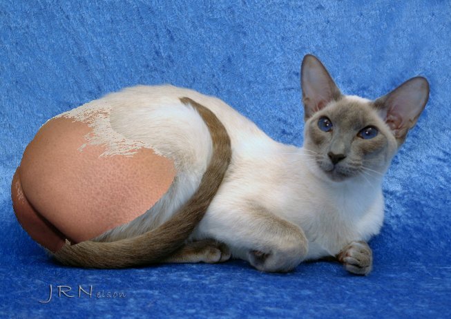 This Is A Picture Of A Cat With A Butt