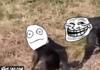 Troll Monkey