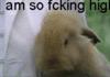 Happy Easter everybody