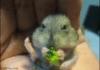 Hamster Eats Brocolli