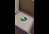 Hamster Drift
