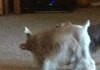 Two of my doggos wrestling