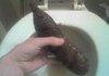HOW TO SHOW OFF A BIG POO