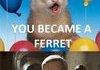 Have you ever been a ferret ?