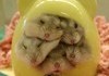 Hamster Joy