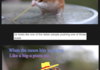 Hamster Gondola