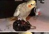 Birb bomb