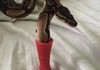 Theres a Snek In My Boot