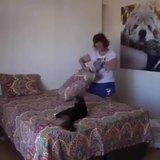 precious agonizing colorful Manatee