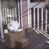 Squirrel Catapult